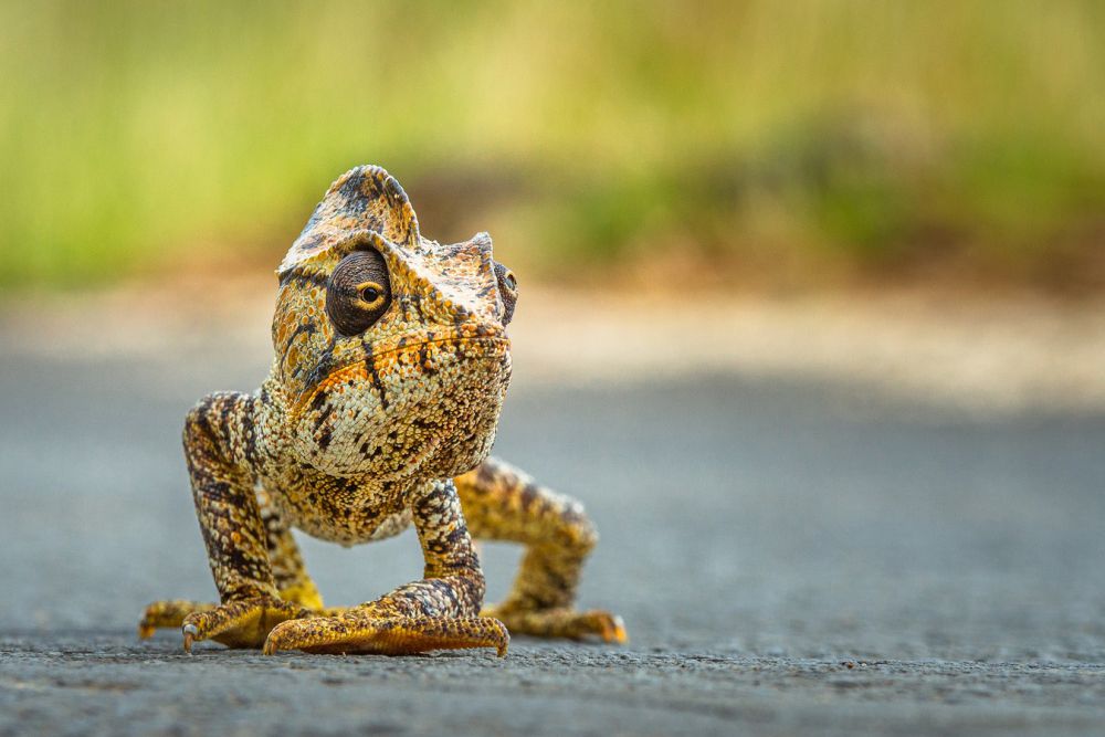 Publiekswinnaar dier Kim Paffen "Overstekende kleurrijke kameleon"