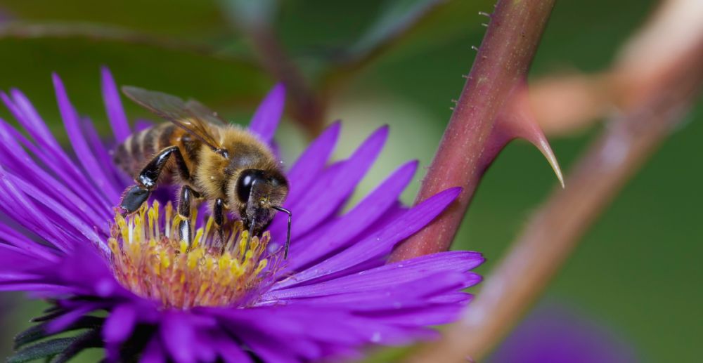 Bij op bloem