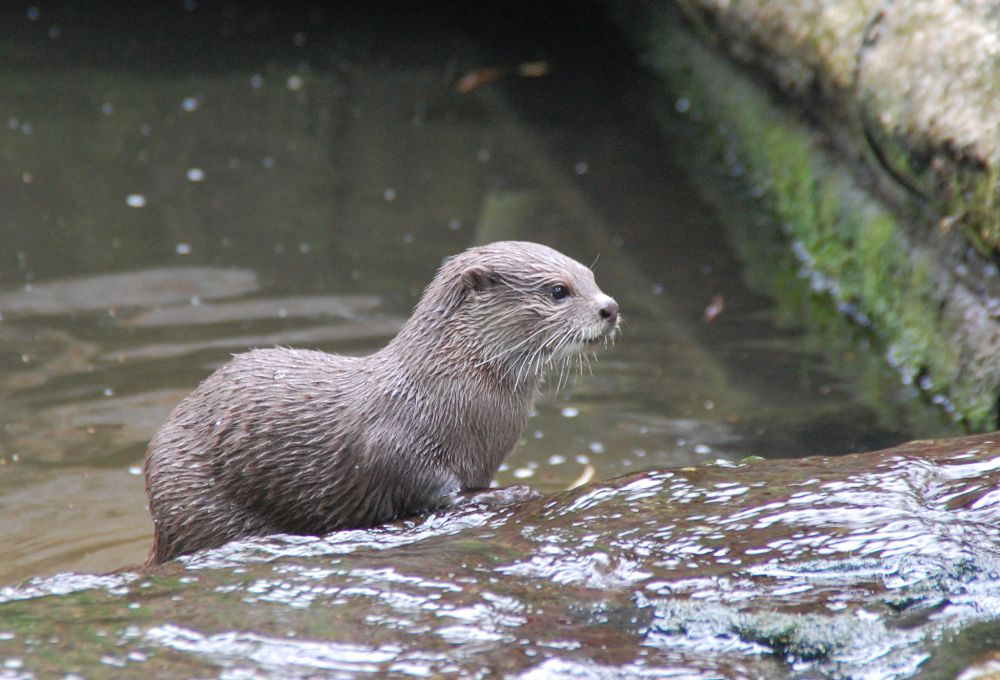 Otter