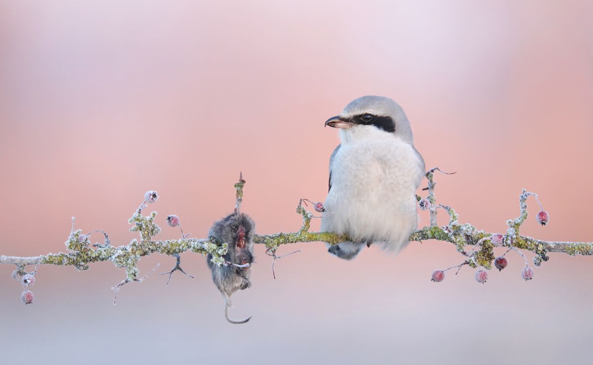 Winnaar in de categorie Vogels. Fotograaf: Thijs Glastra