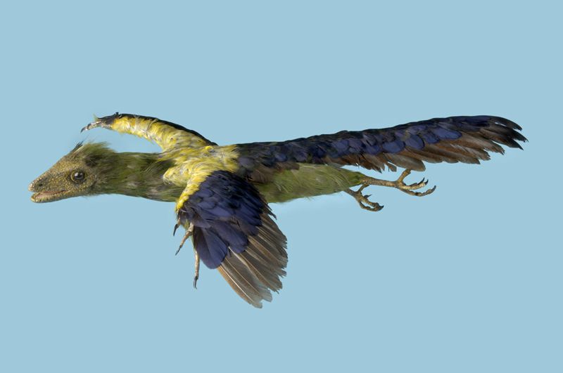 Model van een archaeopteryx