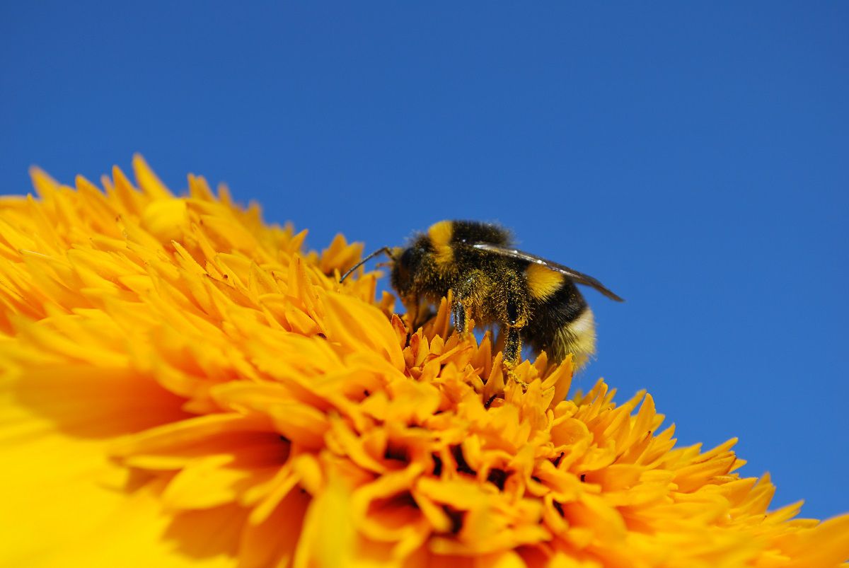 Een hommel op een bloem