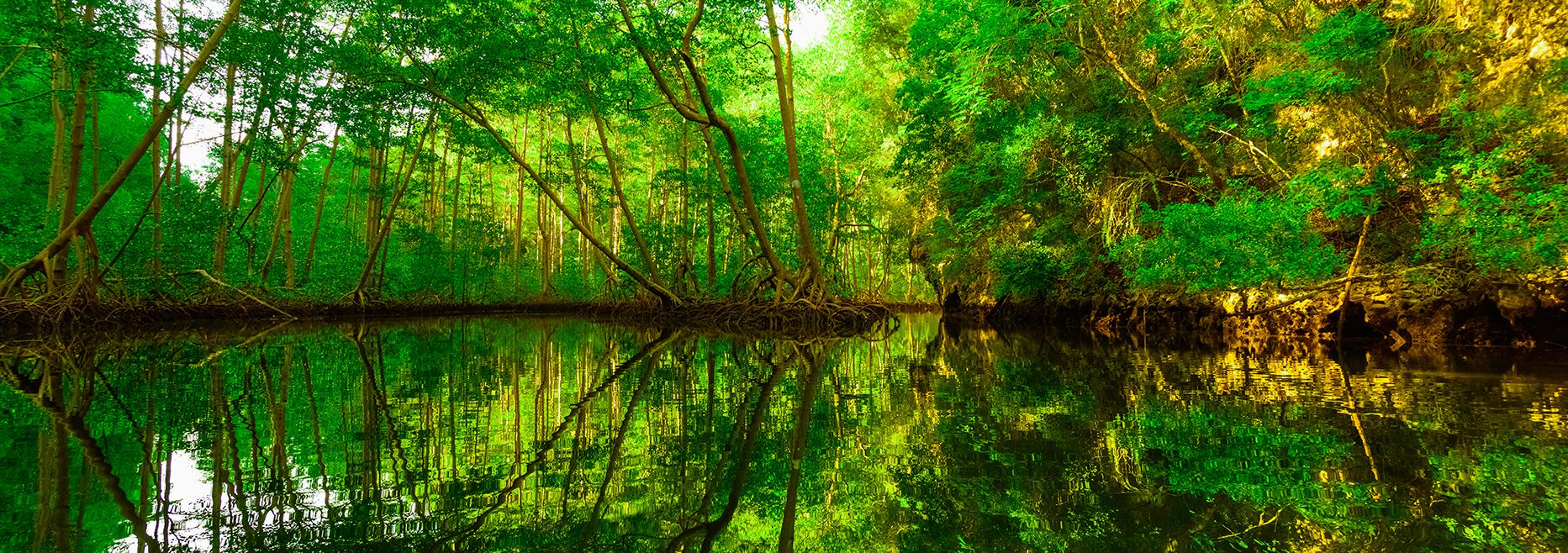 Mangrovebos