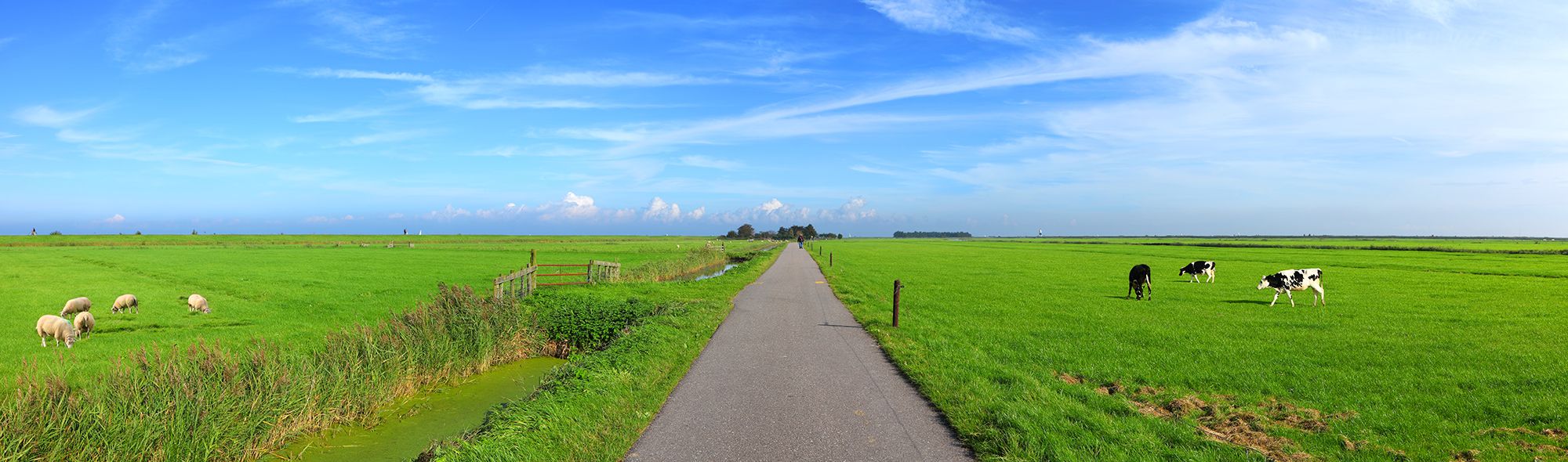 Een weg tussen weilanden met koeien.