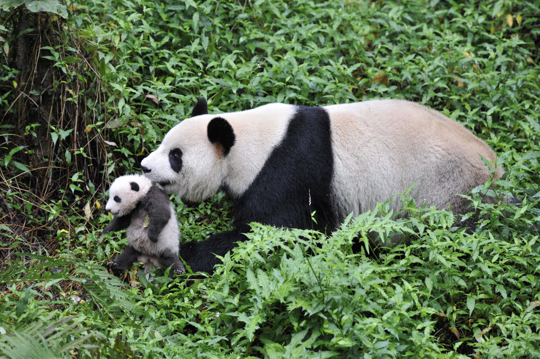 Pandas, the Journey Home