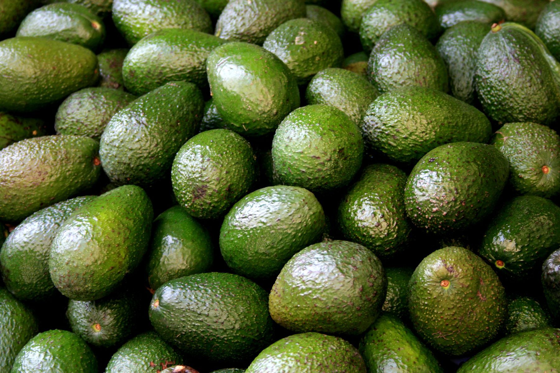 Avocado's. Foto: SFriedbergPhoto / CC