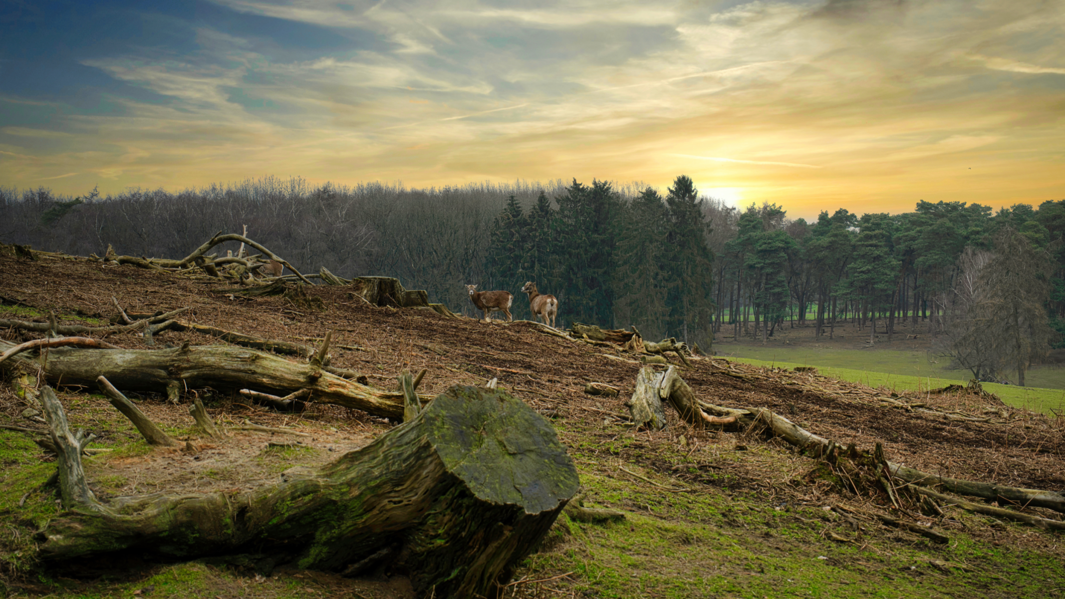 Afbeelding met ontbost woud, zonsopkomst.