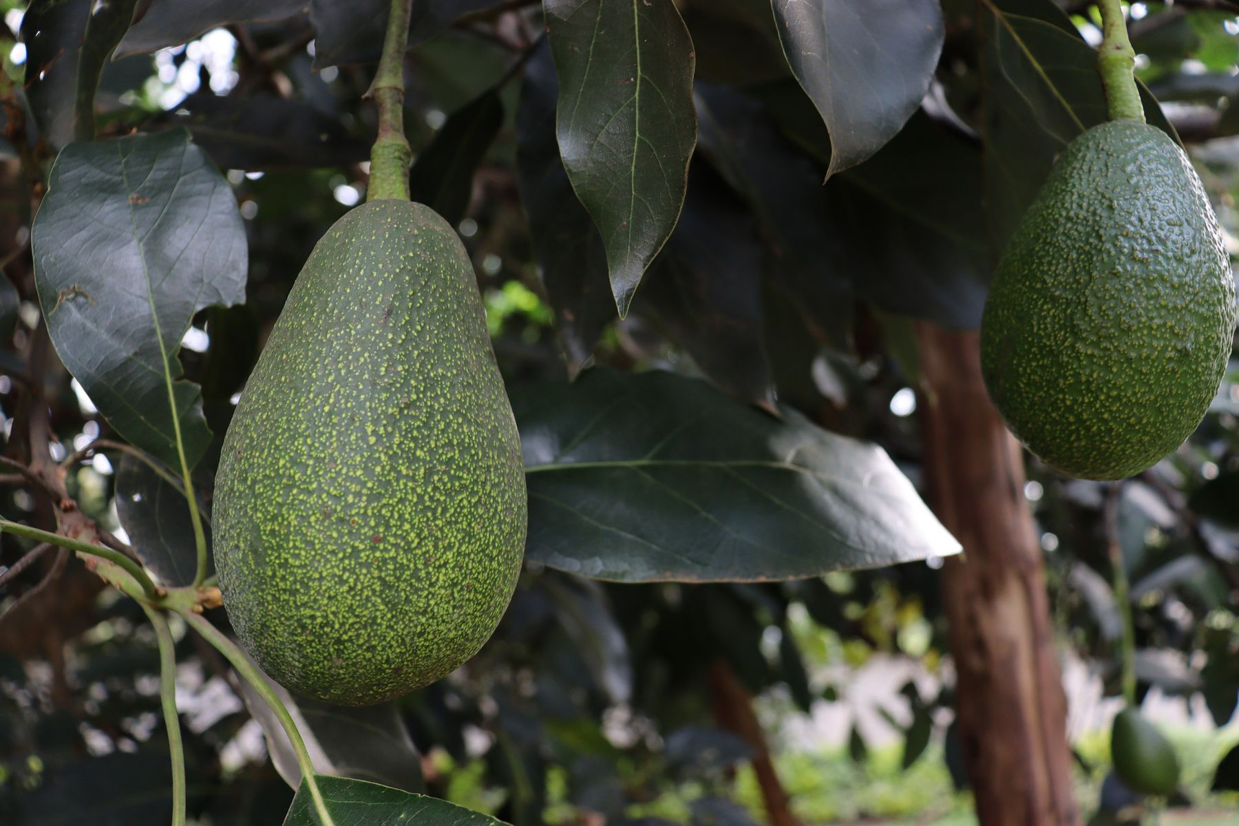 Avocado aan boom