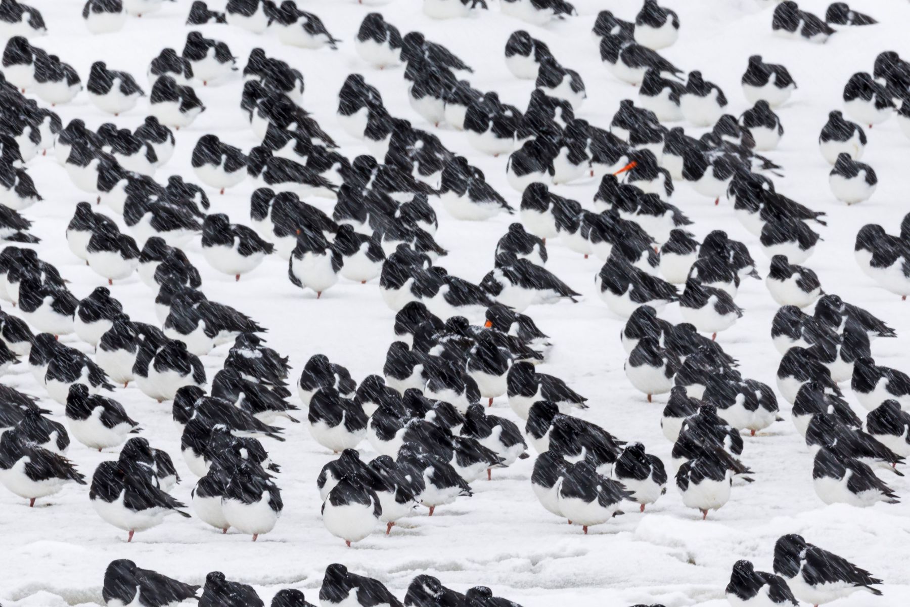 Foto Anja Brouwer, Natuurfotograaf van het jaar 2023