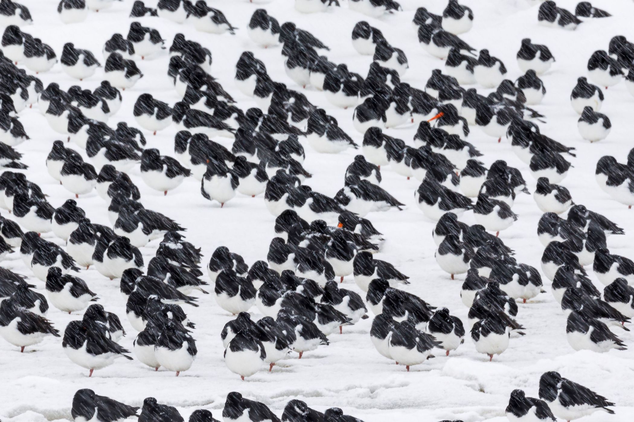 Foto Anja Brouwer, Natuurfotograaf van het jaar