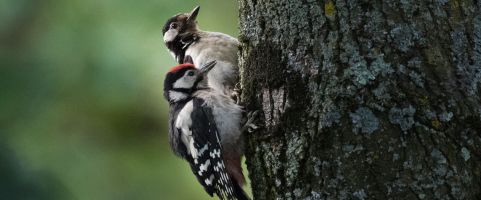 Twee spechten tegen een boomstam